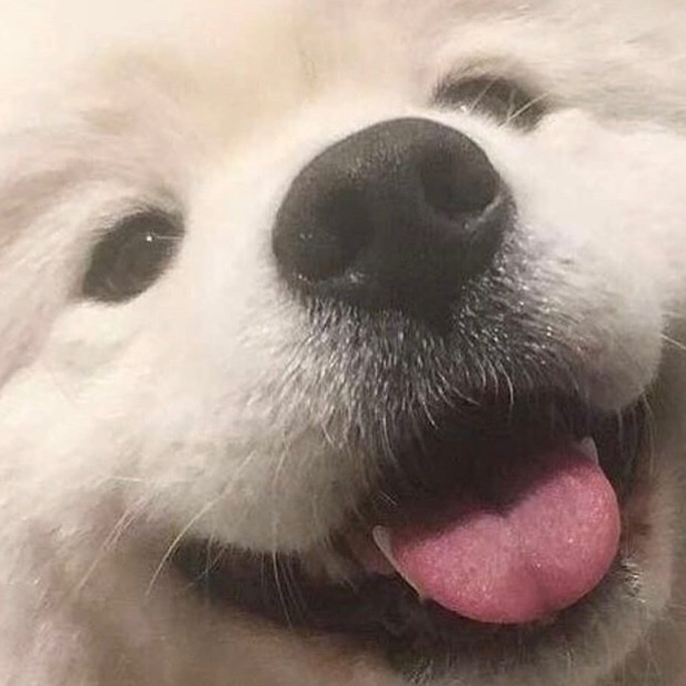 Meet your Posher, Ingrid